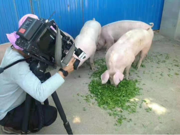 酵农茶香猪养殖示范基地